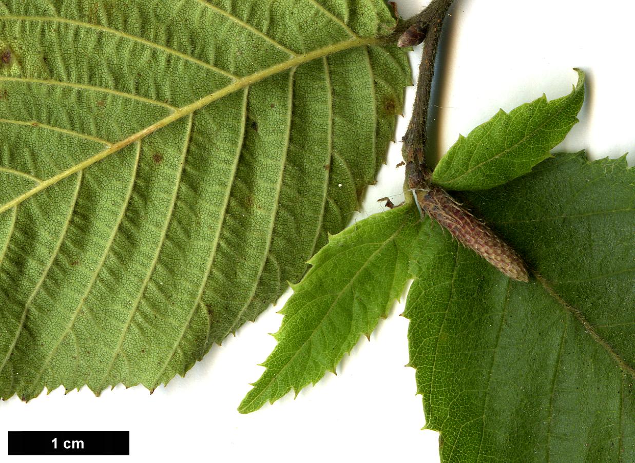 High resolution image: Family: Betulaceae - Genus: Ostrya - Taxon: virginiana - SpeciesSub: subsp. guatemalensis